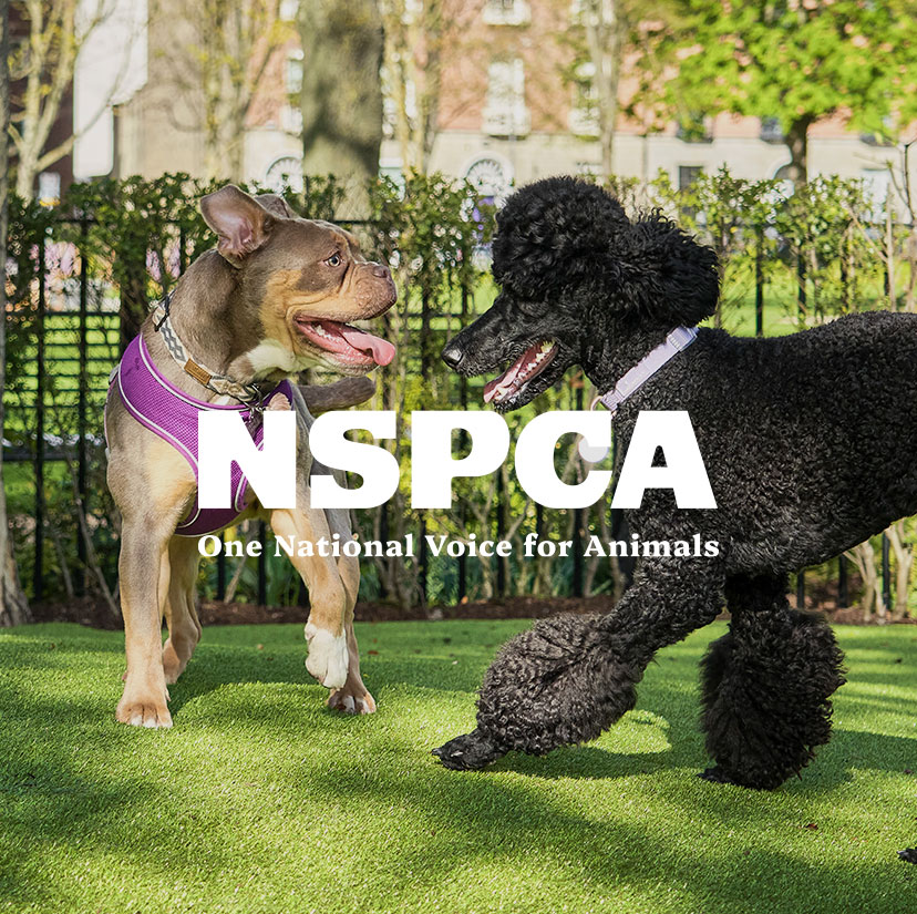 Free pet microchip clinic at Wilton Park – Saturday 12 September